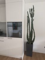 Grosser Kaktus in hohem Topf dunkelgrau guter Zustand