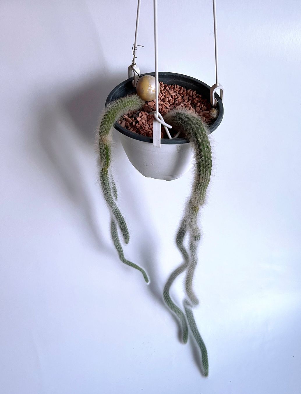 Pflanzen & Samen: Hildewintera*Affen-Schwanz***** – Neu (gemäss Beschreibung) aus Dübendorf von Orchid18 1