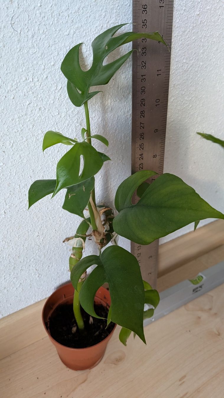 Piante & sementi: Monstera Minima Ableger im Topf mit Wurzeln – Usato da Horw venduto da Rebuho 2