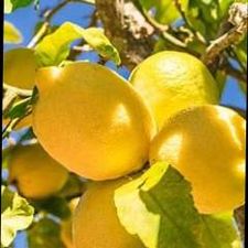 Profile image of lemon12
