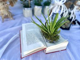 Aloe Vera im Buch 