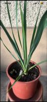 YUCCA Immergrüne & winterharte Garten-Yucca (2 Jahre) 55 cm