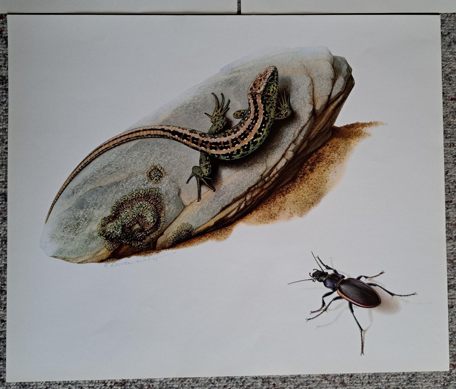 Foto & Immagini: Walter Linsenmaier, CH-Künstler, 3 Tierbilder, Kunstdrucke – Usato da Basel venduto da Patiscat 2