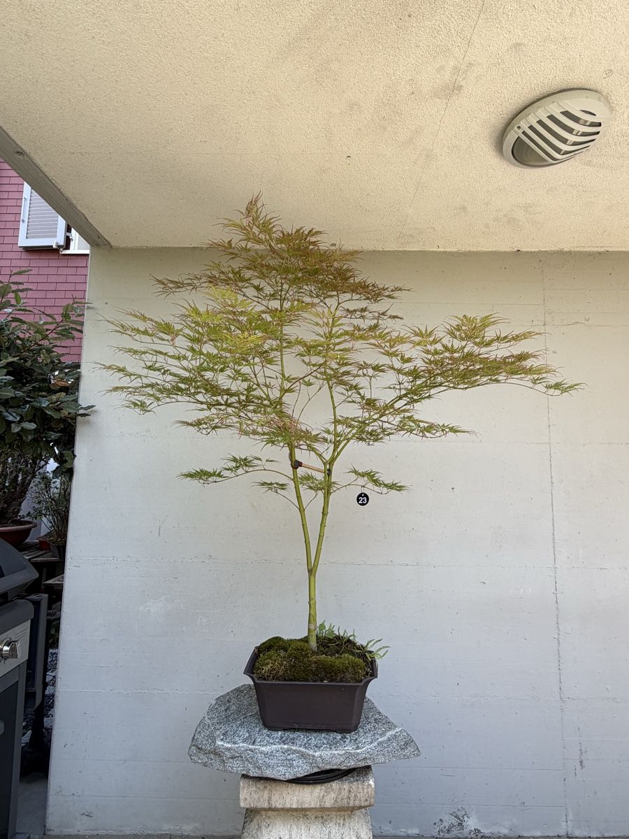 Piante & sementi: Japanischer Schlitzahorn  – Usato da Gossau SG venduto da SolitariusBotanica
