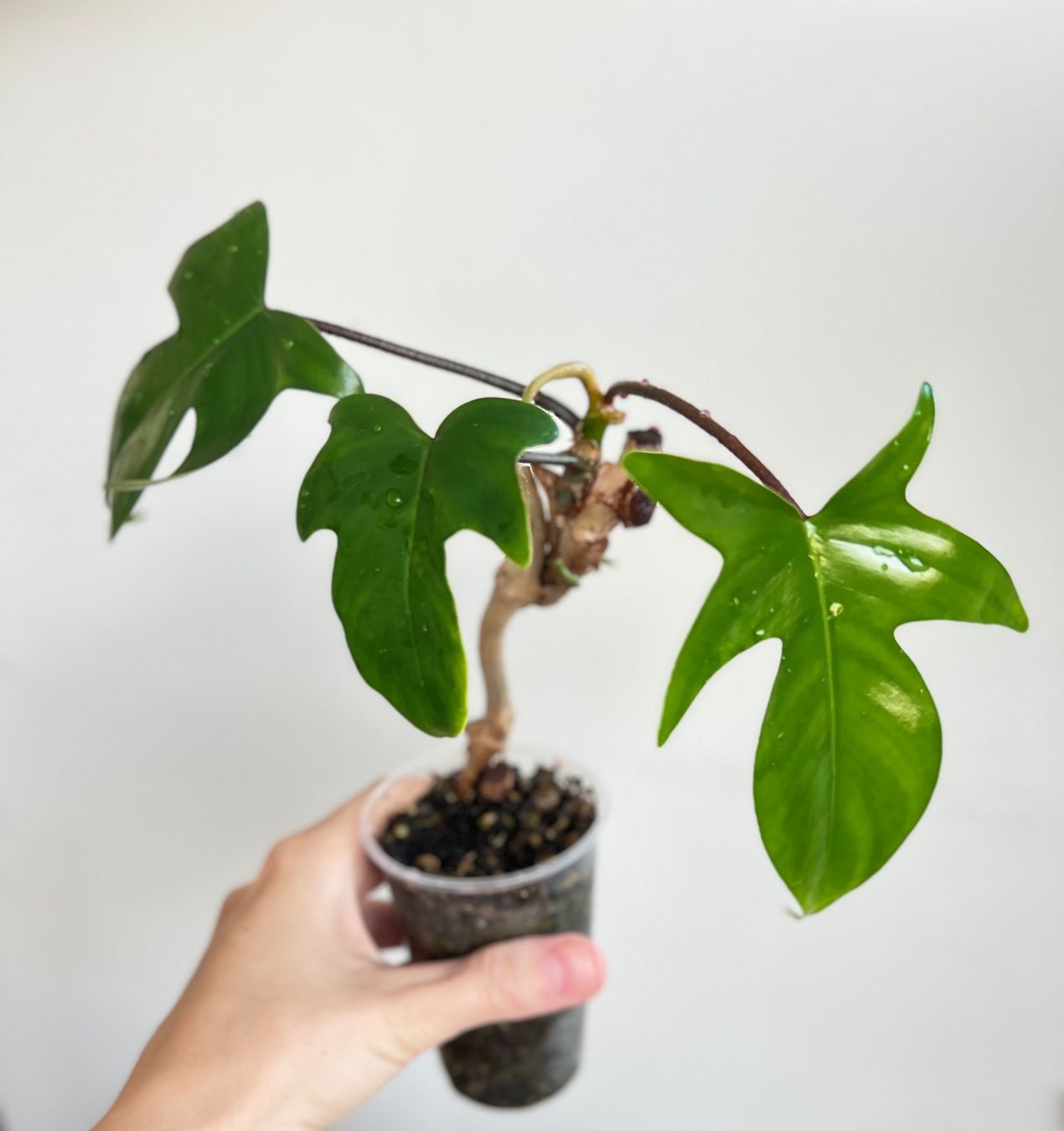 Plantes & graines: Philodendron Florida💚 – D'occasion à Glattpark(Opfikon) par ste_n99y 2