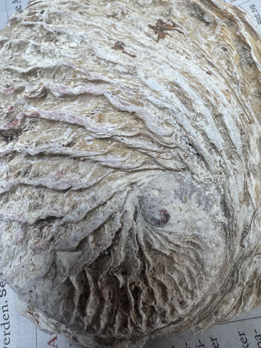 Fossilien: grosse Abalone Muschel -   Naturperlmutter – Neu (gemäss Beschreibung) aus Gurmels von topsommer 6