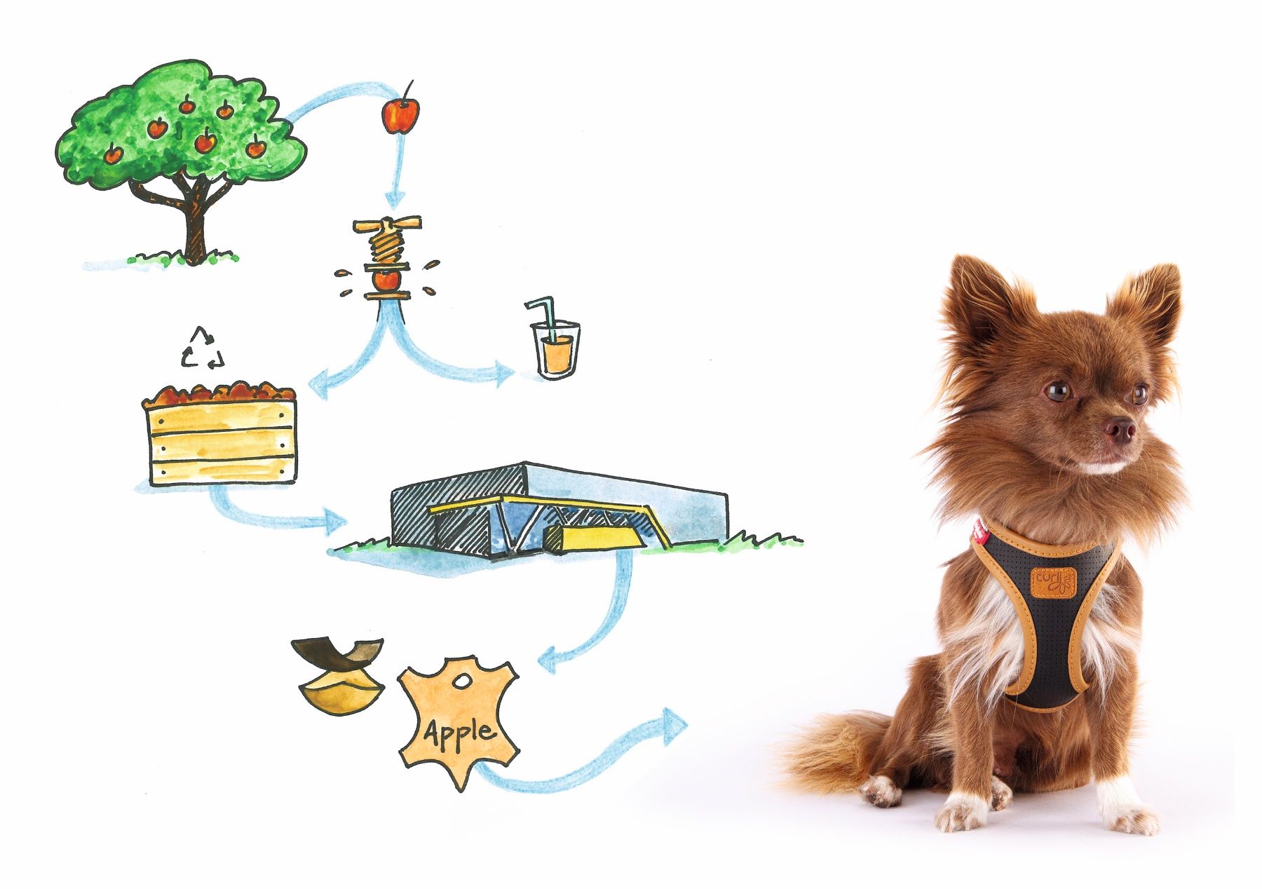 Leine & Halsband: Curli Hundegeschirr Apfel Leder – Neu und originalverpackt aus Winterthur von reshoppi 1