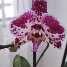 Profile image of Jess