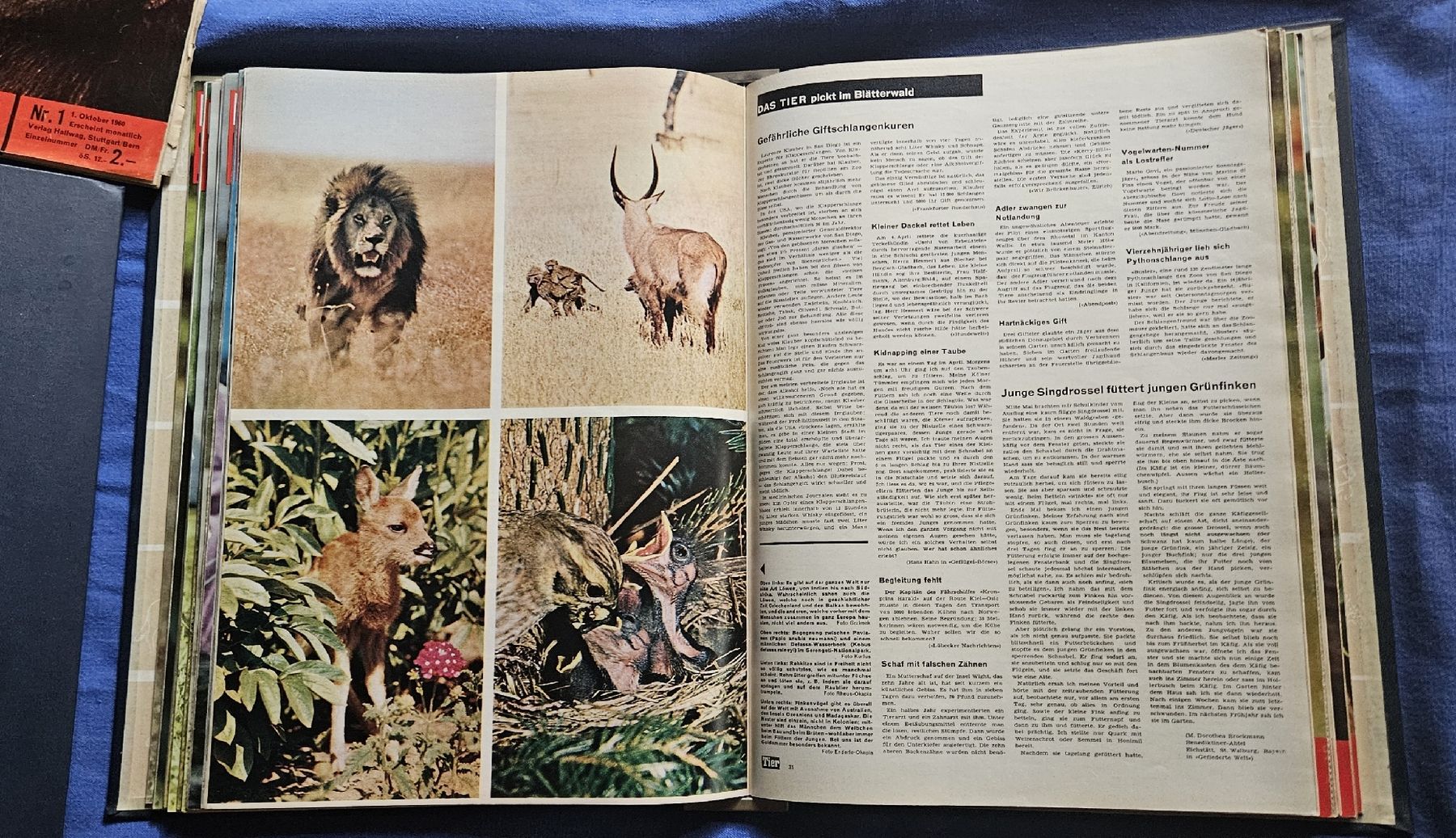 Riviste & Magazine: Zeitschriftensammlung "Das Tier" , 5 Hefte +  5 Ordner – Usato da Kaltacker venduto da Cougar01 6