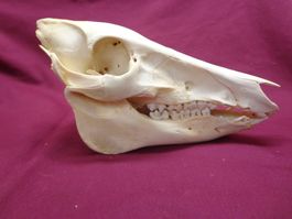 Wildschwein - Schädel, Zähne, Kiefer, Dekoration, Jagd, Kopf
