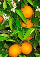 Ab 5.- fr 5 Samen Sizilianische Orange «BLOND" zur Keimung‪