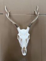 Sika-Hirschgeweih