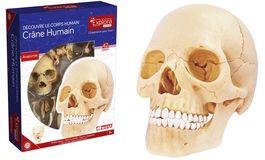 Anatomie du crâne humain 17 pcs / menschlicher Schädel
