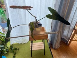 Philodendron Atabapoense in Substrat 2