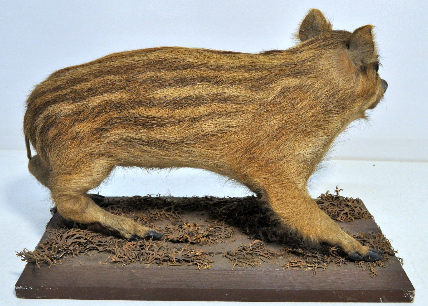 Welt der Tiere: Marcassin naturalisé – Gebraucht aus Neuchâtel von Neuchatel 1
