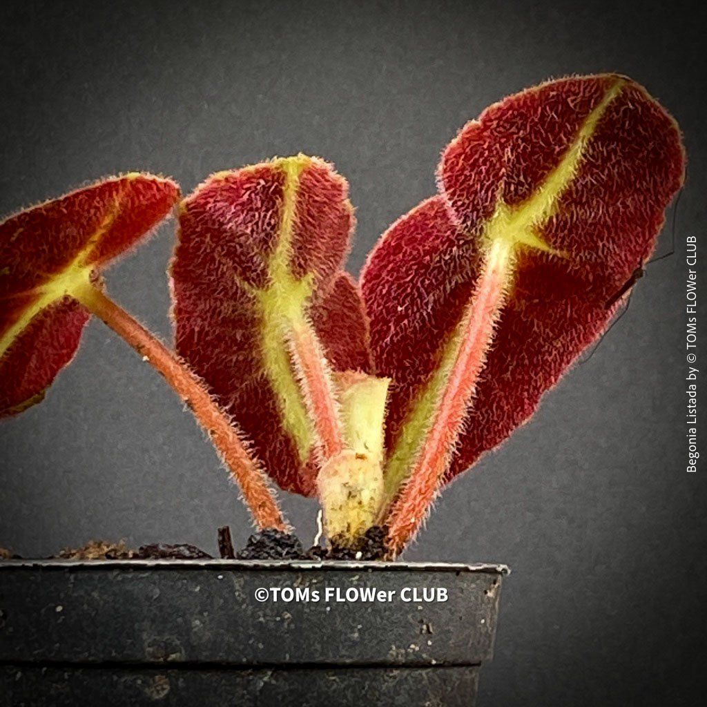 Piante & sementi: Begonia Listada - tropisch aus Brasilien – Nuovo e nell'imballaggio originale da Adliswil venduto da TAKEYOURPLANT 7