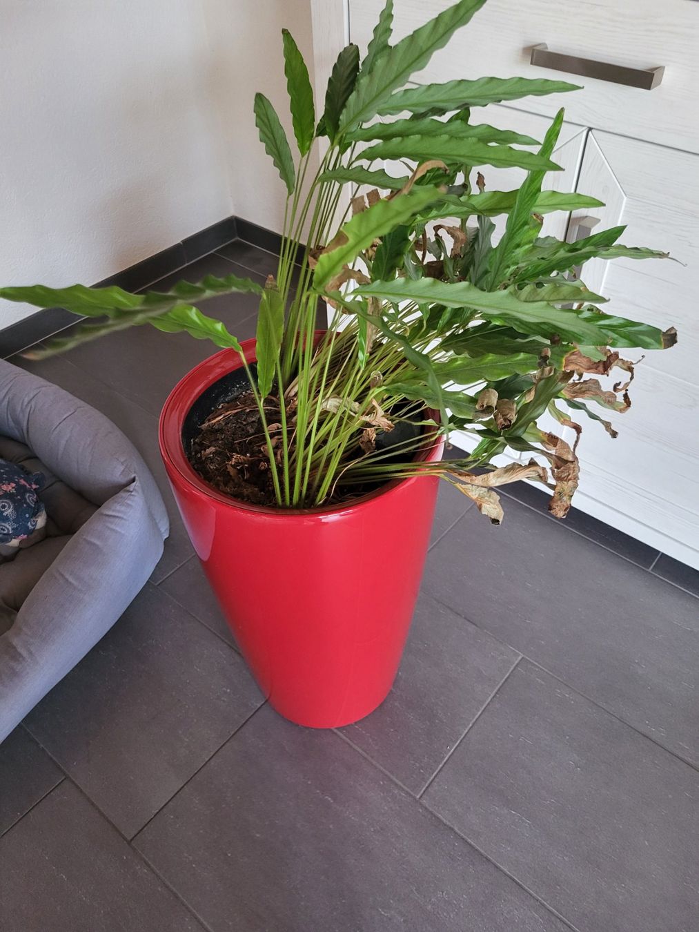 Pflanzen & Samen: Pflanze – Gebraucht aus Laupersdorf von MelRo