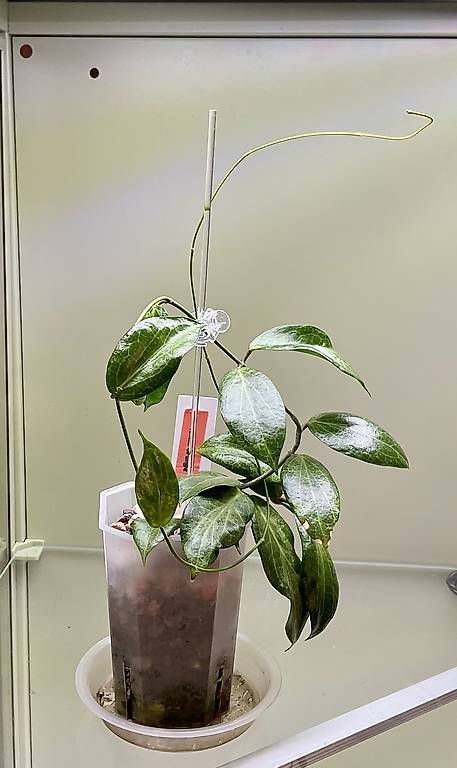 Piante & sementi: Hoya fitchii , orange – Nuovo e nell'imballaggio originale da Schönholzerswilen venduto da Leavylounge