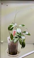 Hoya fitchii , orange