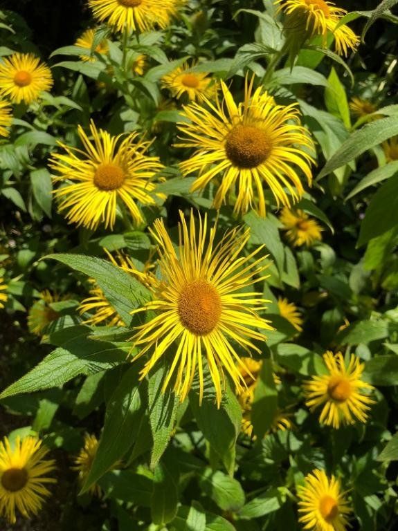 Piante & sementi: Echter Alant - Inula helenium - 100 Samen – Nuovo e nell'imballaggio originale da Sumiswald venduto da Cham14558 2