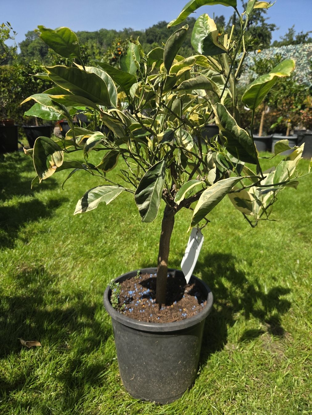 Piante & sementi: orangenbaum orange baum panaschiert zitrus – Usato da Unterlunkhofen venduto da tomnova