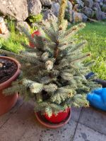 Picea pungens