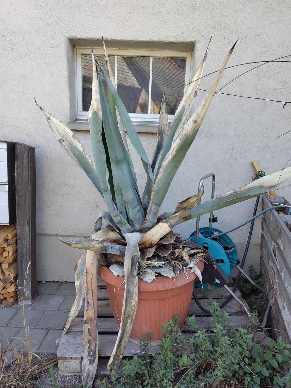 Plantes & graines: Pflanze im Topf – D'occasion à Thalheim par N0RARS
