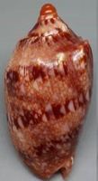 WUNDERSCHÖNE VOLUTA INNEXA,--MUSCHEL,--83,1 MM--GEM-QUALITÄT