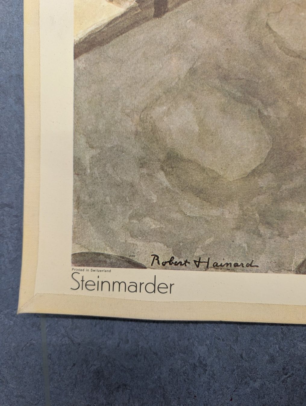 Foto & Immagini: Schulwandbild Nr. 130 - Steinmarder – Usato da Luzern venduto da JenKu 4