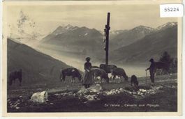 En Valais - Calvaire aux Alpages - Rinderherde