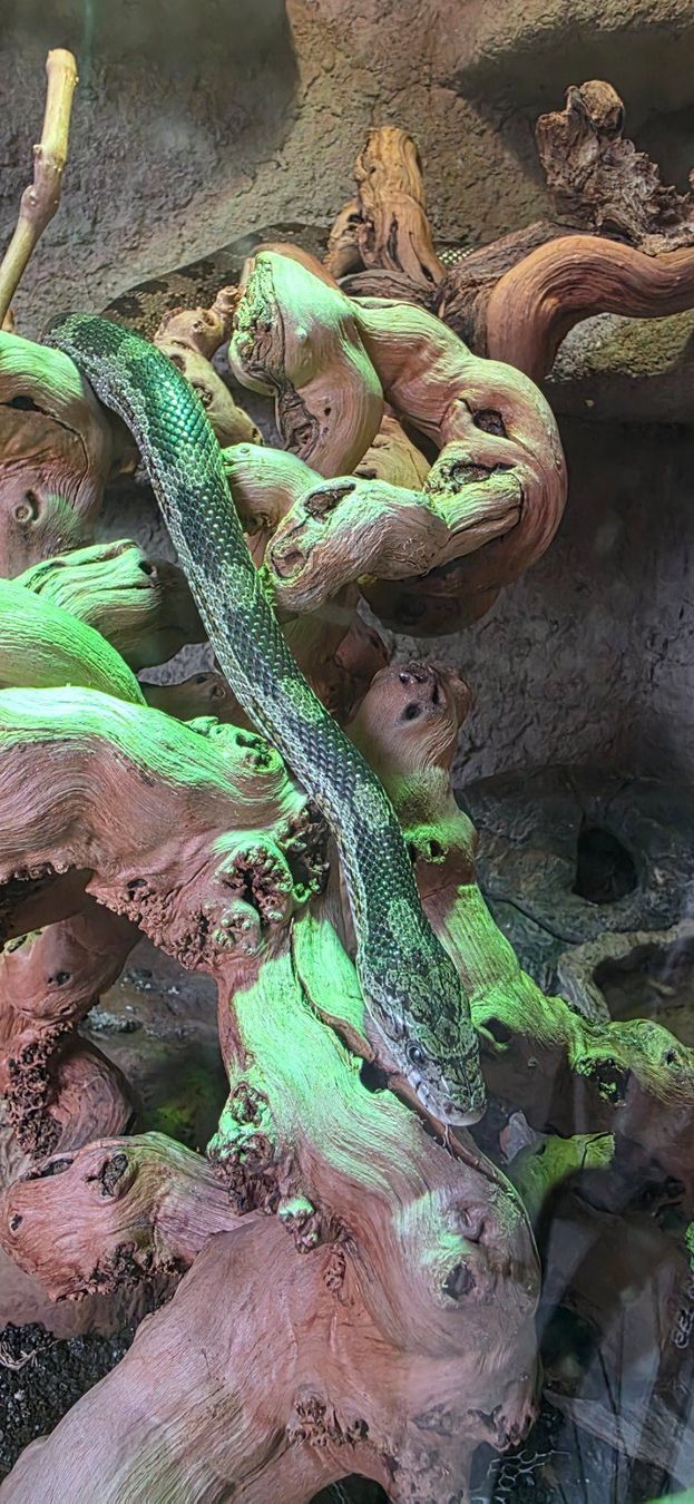 Terrariums: Terarrium inkl. Schlange – D'occasion à Bettenhausen par Van4 1