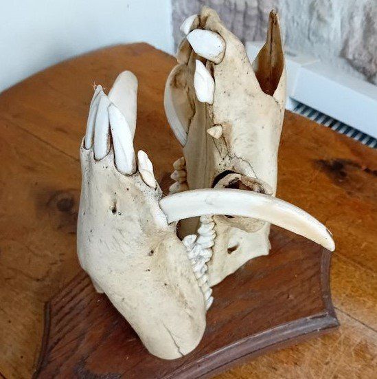 Echter Alligatorschädel Taxidermie - Natürliche Tierschädel Für Sammlung Und Dekoration