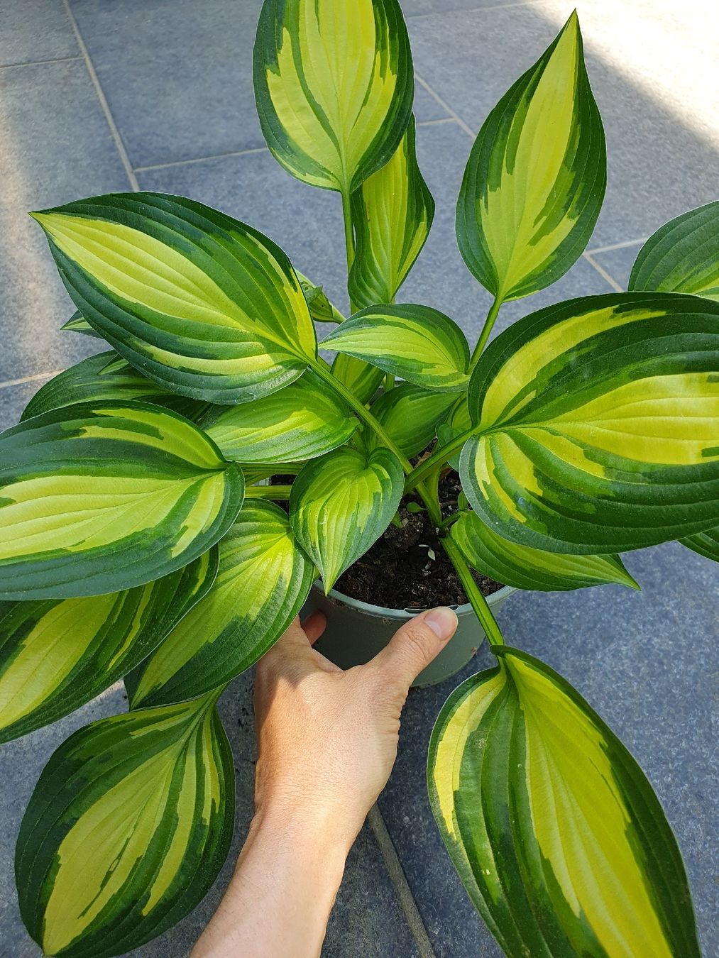 Piante & sementi: Hosta / Funkie – Usato da Erlinsbach SO venduto da Lea030 2