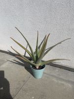 Aloe Vera 60cm