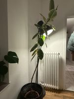 Zimmerpflanzen