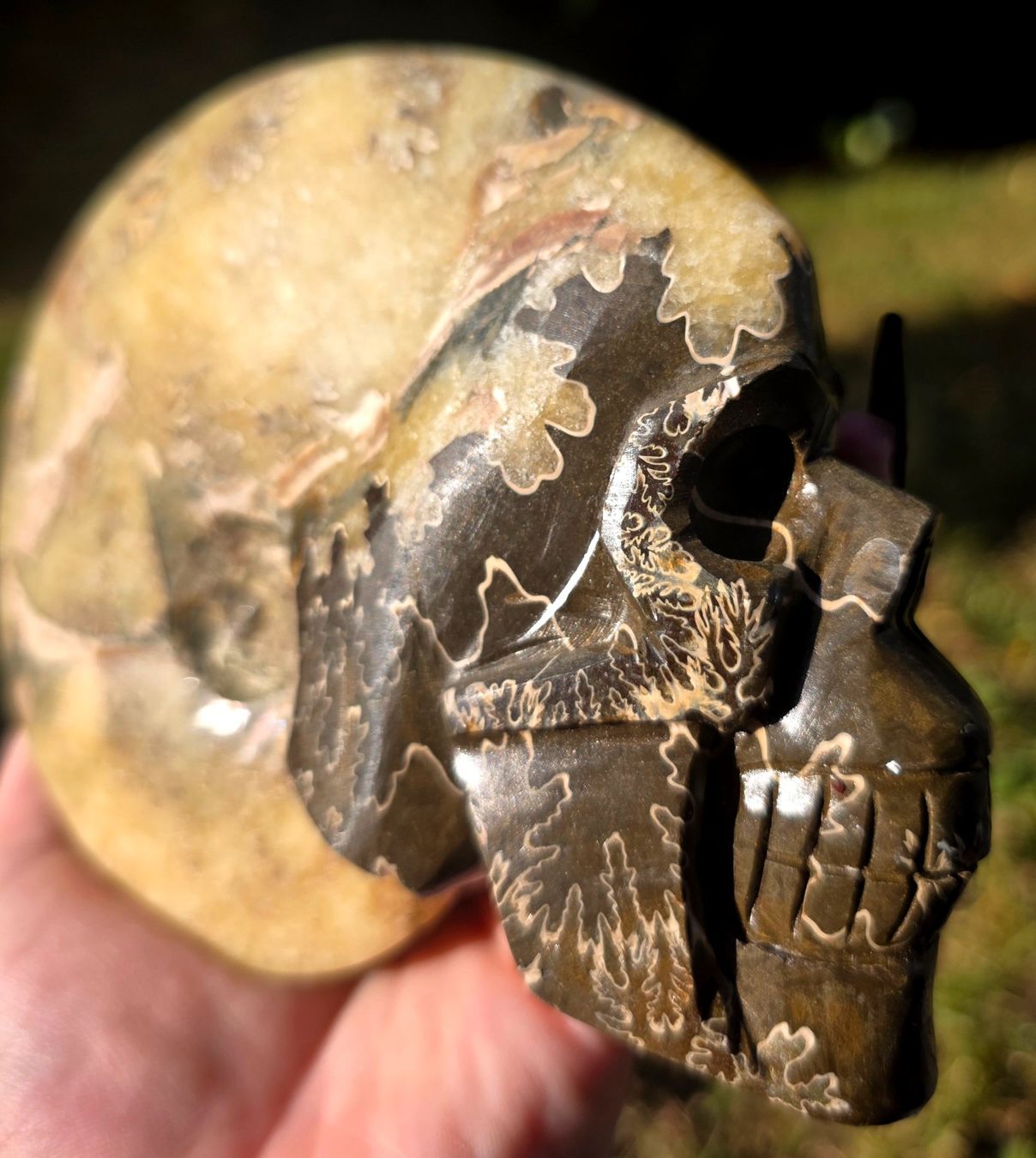 Fossilien: 🐚💀 Ammonit-Schädel Schnitzerei – Neu und originalverpackt aus Matzingen von Shay_Crystalz 2