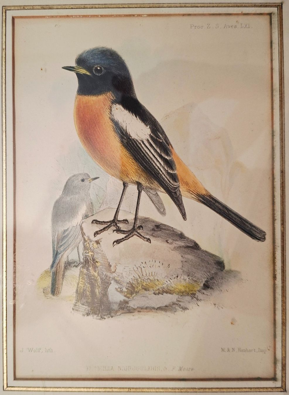 Arts picturaux & lithographies: 2 Vogel-Lithographien – D'occasion à Weiningen ZH par nic_5lqm 1