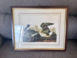 John James Audubon – White-fronted Goose - Rip - 32 x 26 cm