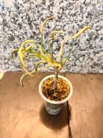 Syngonium Pink Rolli