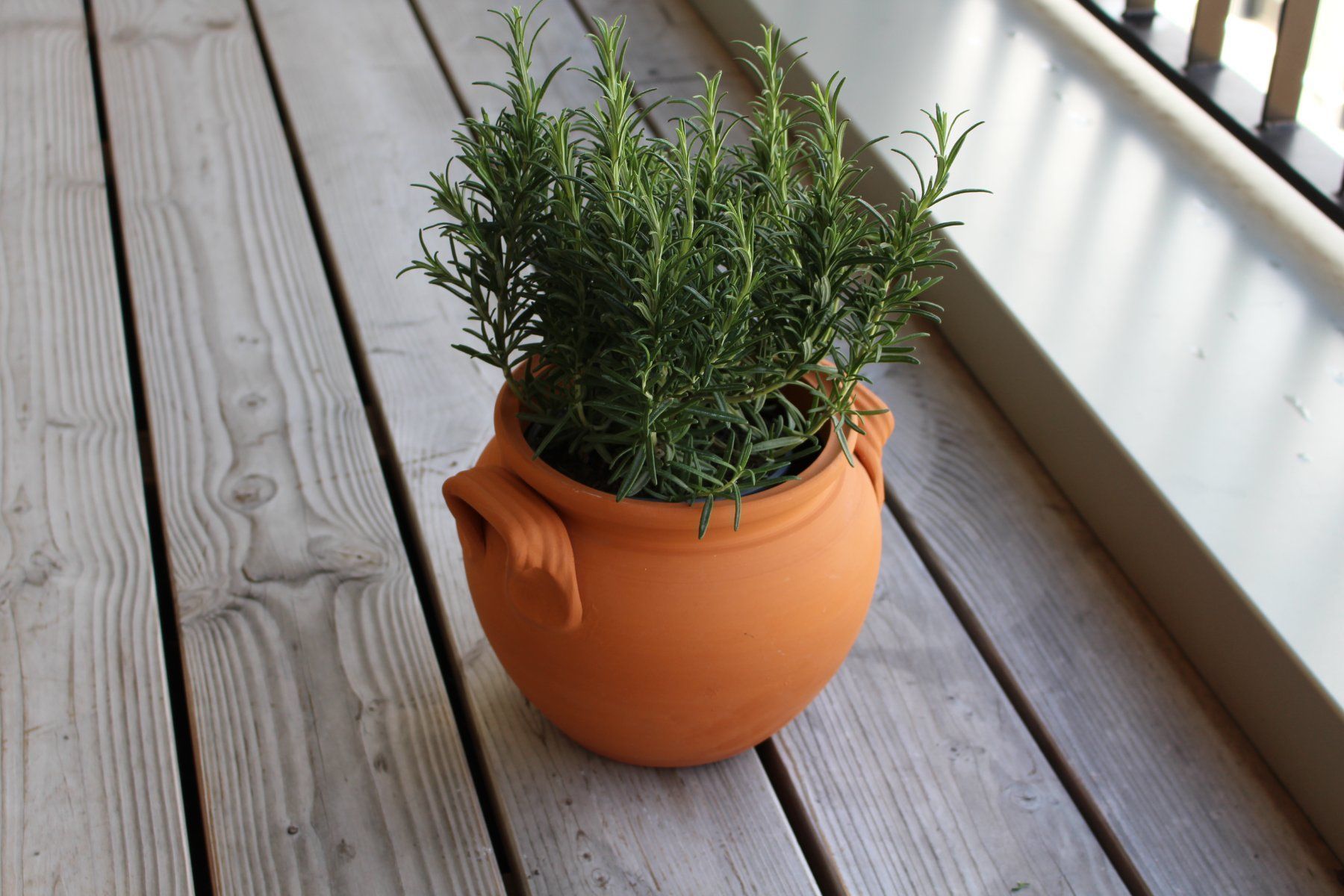 Vasi per fiori: Pflanzentopf/Tontopf/Blumentopf/Garten – Nuovo e nell'imballaggio originale da Zürich venduto da StellaKar 2