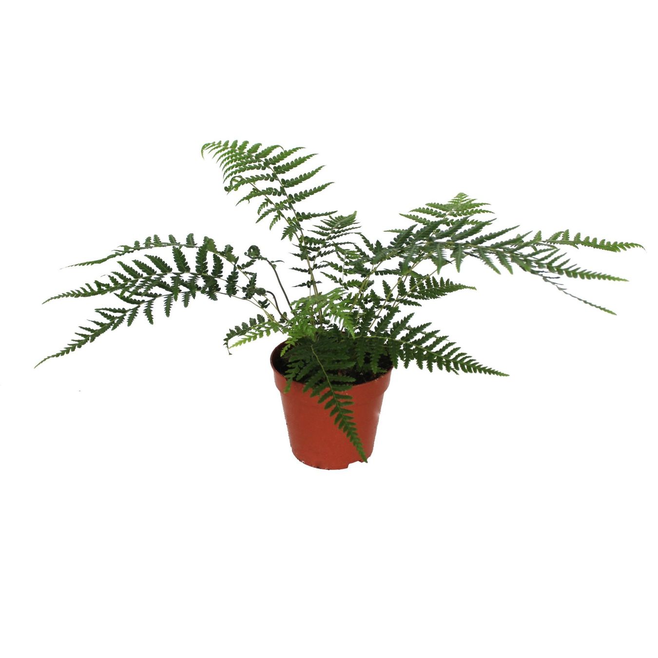 Fougère géante arborescente - Dicksonia antarctica 3 PLANTS (Neuf (Voir ...