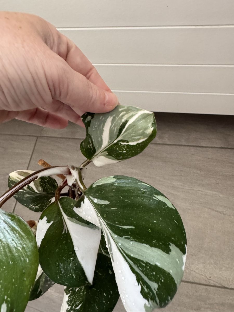 Pflanzen & Samen: Philodendron White Knight – Gebraucht aus Sugiez von fabandy16 5