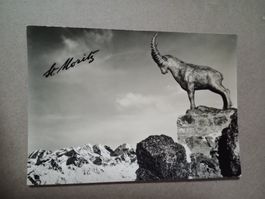 Ak St.Moritz Piz Nair Bronzefigur Steinbock s/w Karte