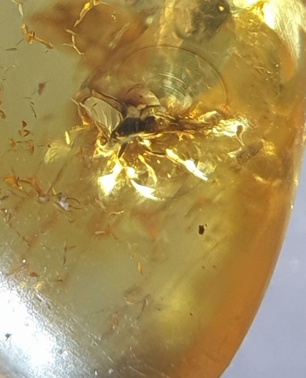Echter Bernstein Mit Insekt Wert