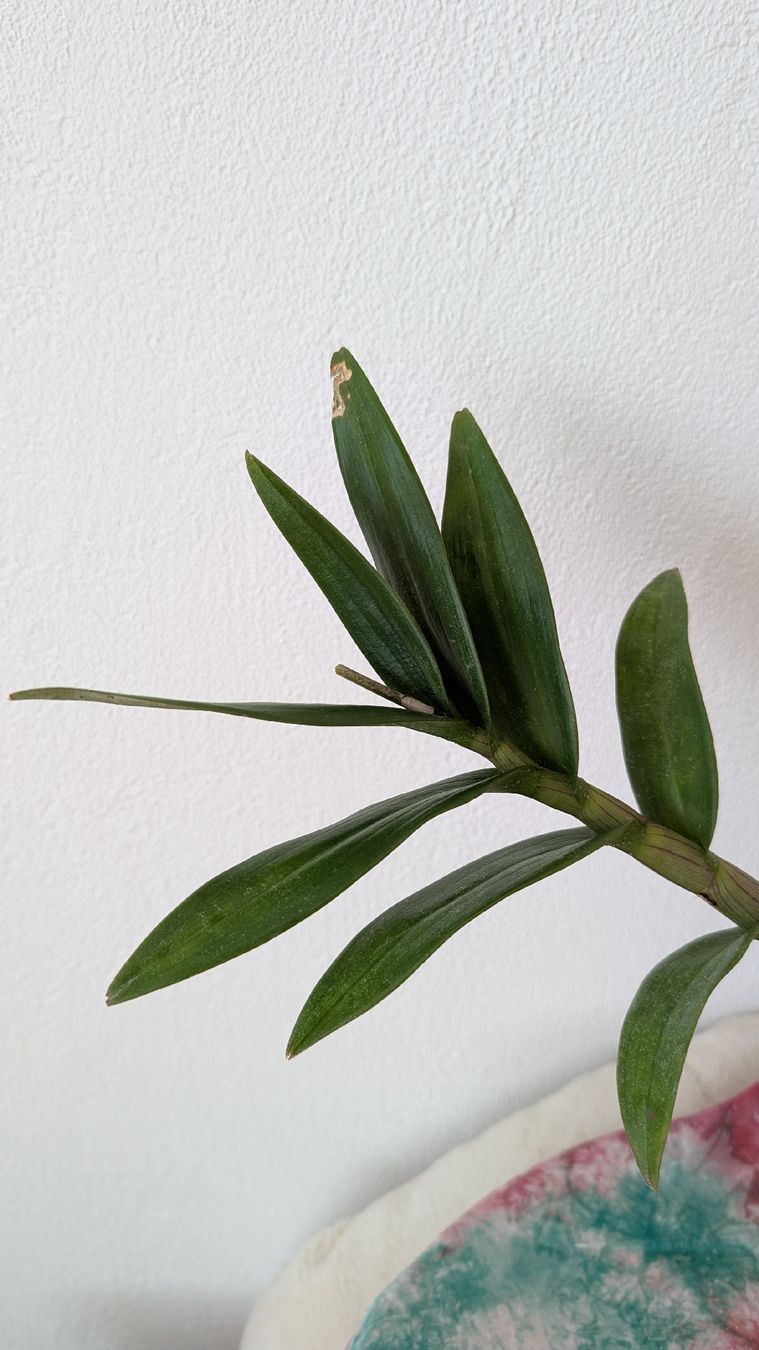 Pflanzen & Samen: Dendrobium 'Biggibum x Phalaenopsis' Orchidee – Gebraucht aus Untervaz von Lyraia 2