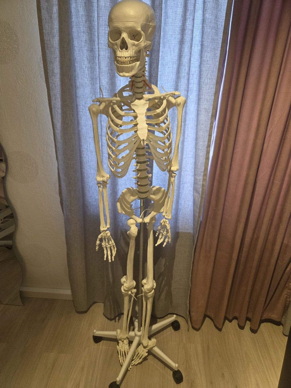 Tutte le decorazioni: Anatomisches Skelett – Usato da Bad Zurzach venduto da cyn_t9yr
