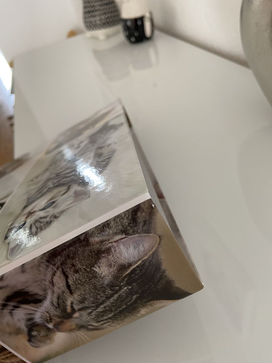 Raccoglitori: Süsser Katzen Ordner – Nuovo (secondo la descrizione) da Bülach venduto da kittygismo 4