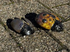 2 x Käfer Deko
