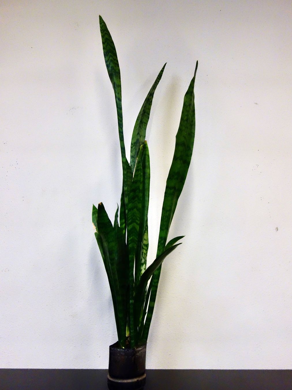 Piante & sementi: Bogenhanf Sansevieria Trifasciata – Nuovo (secondo la descrizione) da Kerzers venduto da zimmergruener 1