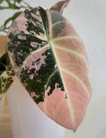 Alocasia Black Velvet Pink, Rhizom